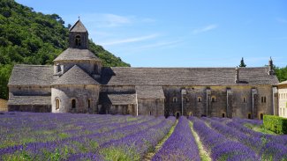 lavender france provence