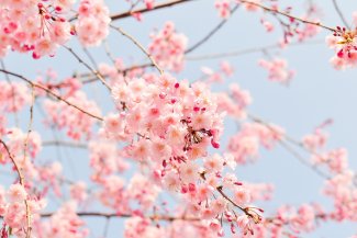 japan cherry blossom